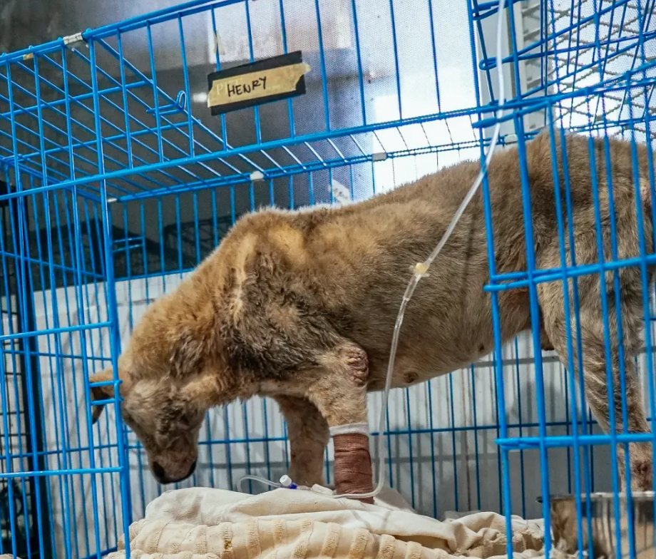 Henry standing in his kennel at the clinic with an IV line in his leg