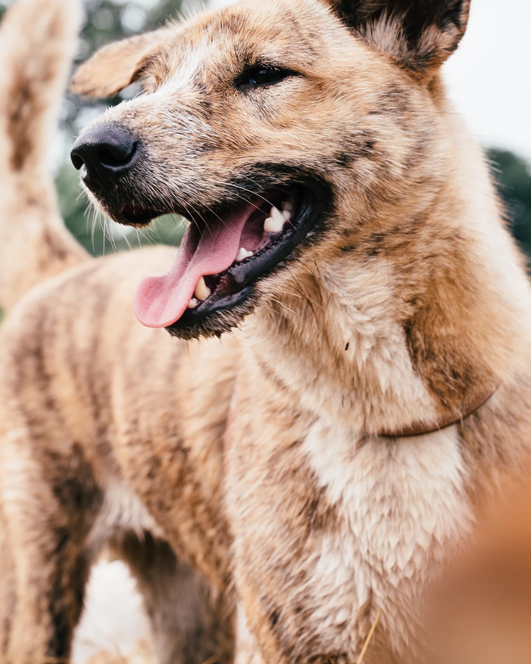 Sophie, a brindle Kintamani mix, smiling with her tongue out