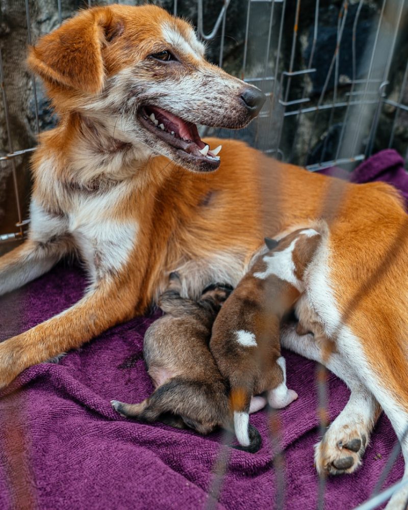Poppy before the rescue